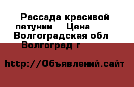 Рассада красивой петунии  › Цена ­ 15 - Волгоградская обл., Волгоград г.  »    